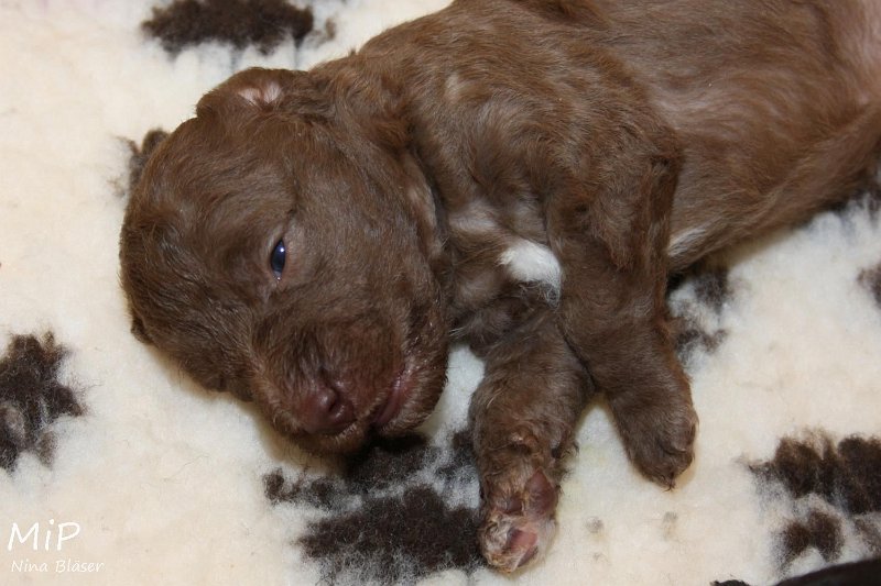 2011-05-15 Puppies Candy & Svet (5).jpg